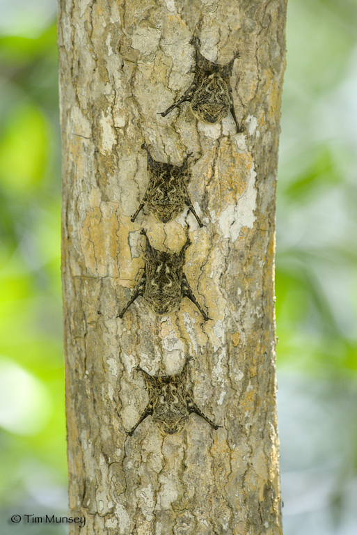 Firefly Forest Proboscis Bats